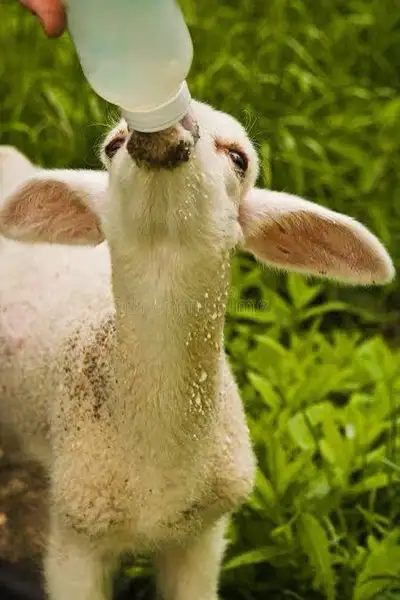 ISO Hair Sheep Bottle Babies, View more