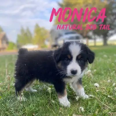 CKC Australian Shepherd Puppies Only One Left!! DOB April 25! Mom, 20 inches tall and 50 lbs. Red Me...