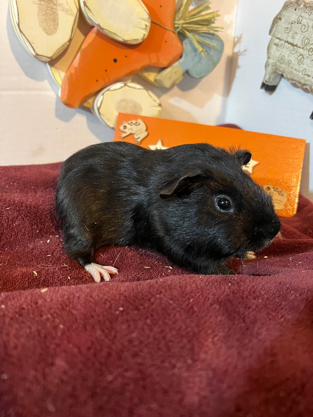 Guinea Pigs looking for loving home. Small Animals for Rehoming Owen Sound Kijiji