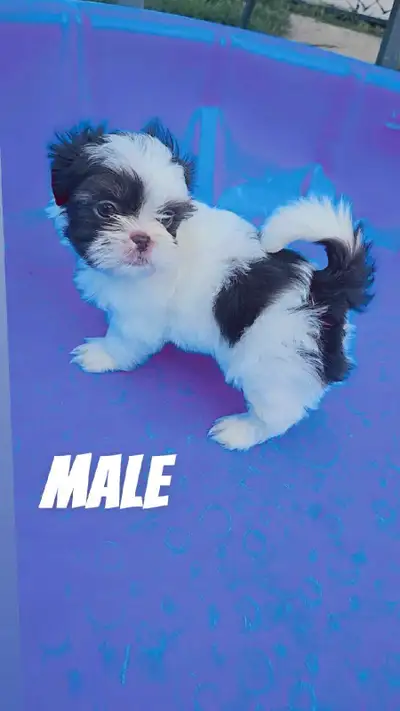 shihtzu small breed, View more