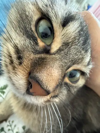 1 year old female tabby cat, View more