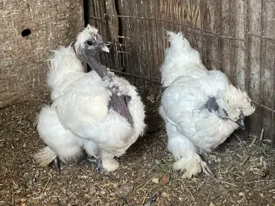 Silkie Showgirl Hens, View more