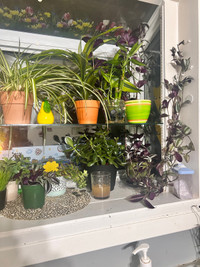 Indoor plants 