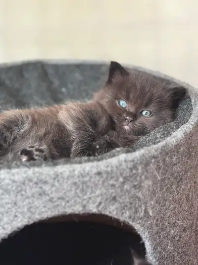 Stunning Chocolate Regdoll Mix Kittens, View more