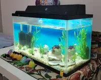 Fish tank Aquarium 