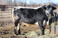 Registered speckled park bull