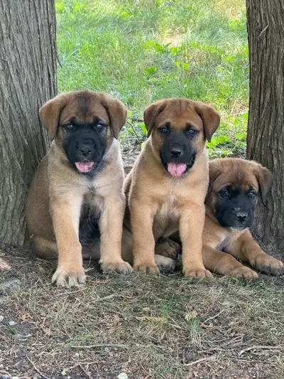 Saint Bermastiff puppies, View more