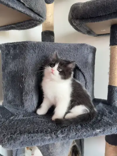 Cute Kittens, View more