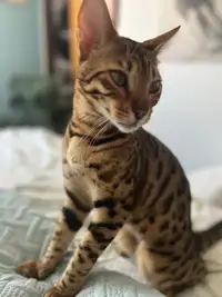 Bengal with excersize wheel and lots of extras
