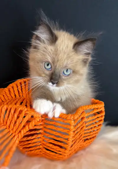 Gorgeous TICA Registered Ragdoll Kittens, View more