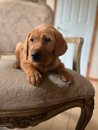 4 females available 2- darker red 2- lighter red / golden Puppies are ready to come home with you to...