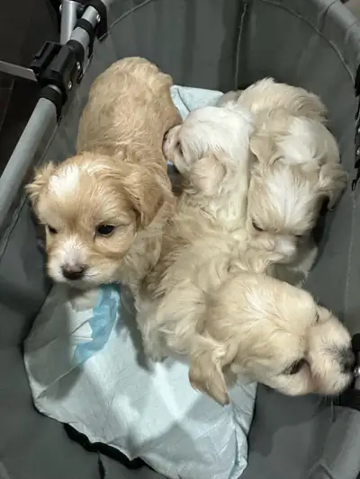 Pomeranian Maltese looking for forever home!, View more