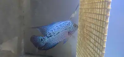 Need gone immediately male flowerhorn cichlid fish tank aquarium, View more