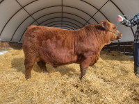 Yearling Simmental Bull