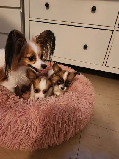 Papillon puppies (there is only one boy left), View more