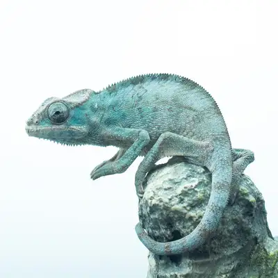 Nosy Be Panther Chameleons CB, View more