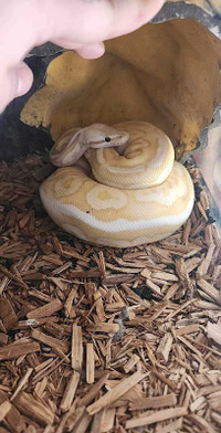 Banana fire pastel ball python
