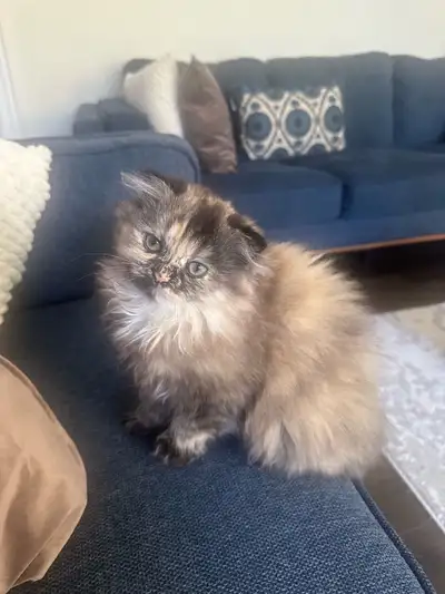 Beautiful Fluffy Scottish Fold Kitten – Unique Golden & Smoky Co, View more