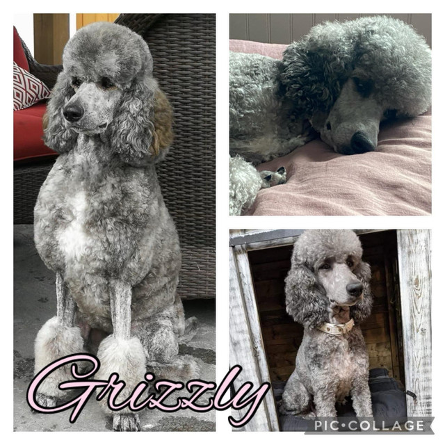 UPCOMING STUNNINLY UNIQUE CKC PUPS- Prairie Belle Poodles  in Dogs & Puppies for Rehoming in Edmonton