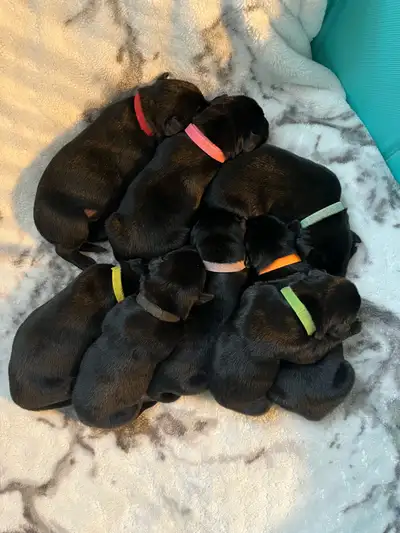 Vizsla / Black German Shepherd Puppies, View more