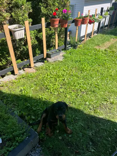 Je mets en vente mon magnifique chiot Rottweiler mâle de 4 mois. Il est en parfaite santé, vermifugé...