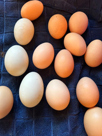Chicken or duck eggs for sale 