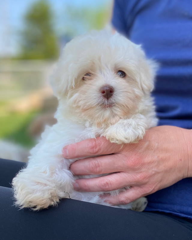 PUREBRED HAVANESE PUPPIES Dogs & Puppies for Rehoming Napanee Kijiji