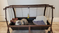 Neutered male bunny