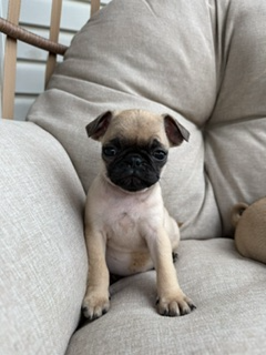 Chiot Pug (carlin), View more