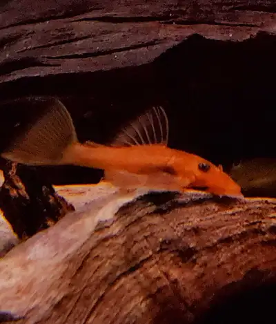 Super red bristlenose plecos , View more