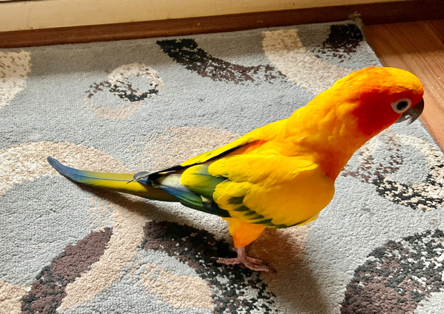 Beautiful male Sun Conure in Birds for Rehoming in Windsor Region - Image 4
