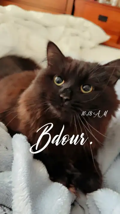 Chat à vendre pour 700$ il a déjà pris ses vaccins