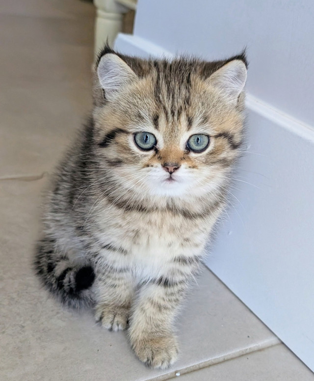 British Shorthair kittens ready in Cats & Kittens for Rehoming in Moncton
