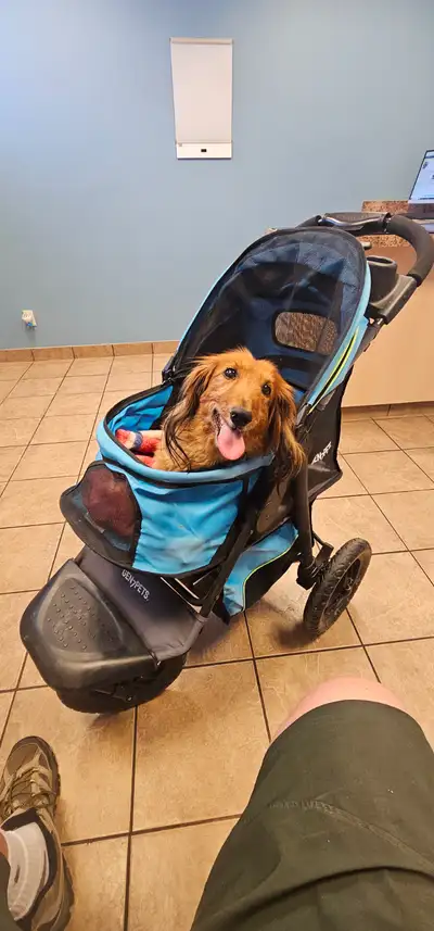 Gen 7 pet stroller, View more