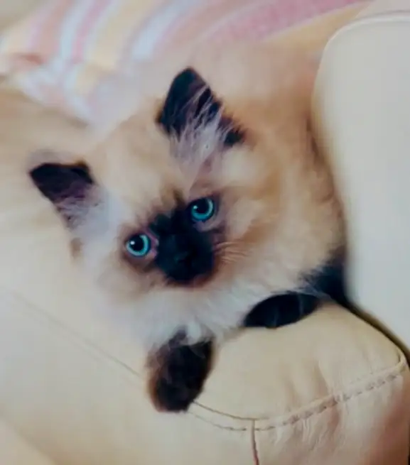 LOVECATS TICA reg. Cattery: Persian Himalayans and Himalayan in Cats & Kittens for Rehoming in Kingston - Image 2