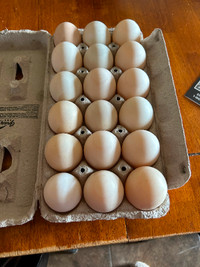Fresh Duck Eggs