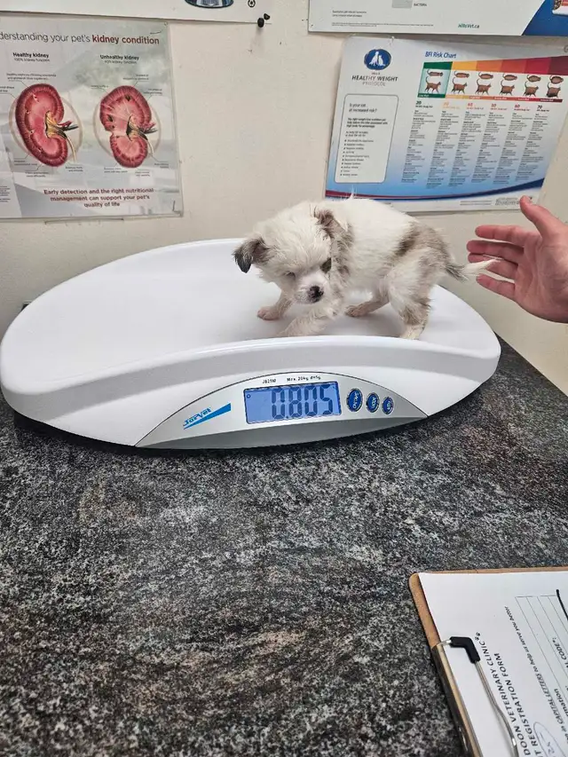 Chihuahua x pug in Dogs & Puppies for Rehoming in Edmonton - Image 7