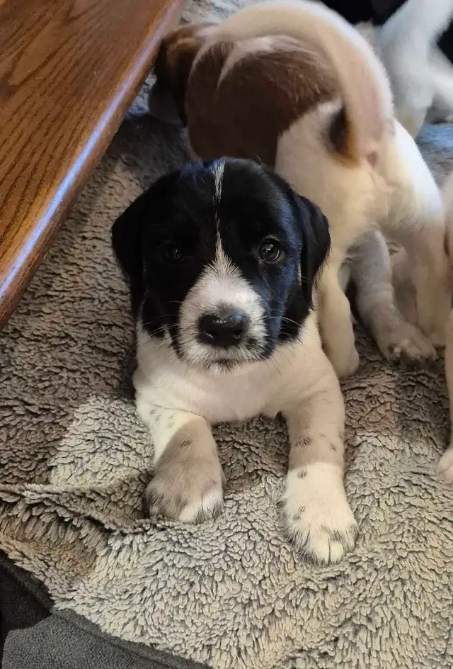 Purebred Jack Russell Terrier Puppies. in Dogs & Puppies for Rehoming in Oakville / Halton Region - Image 8