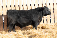 Registered Yearling Angus Bulls