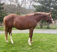 ISO- Welsh Pony