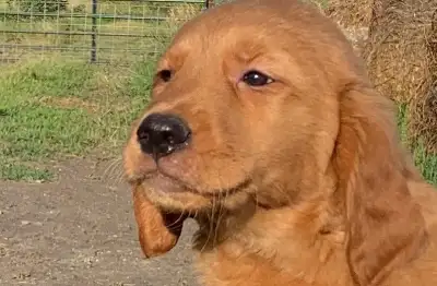 CKC Golden Retriever puppies, View more