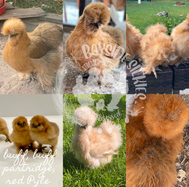 Purebred bearded and crested Silkie chickens (chicks) in Livestock in Barrie - Image 2