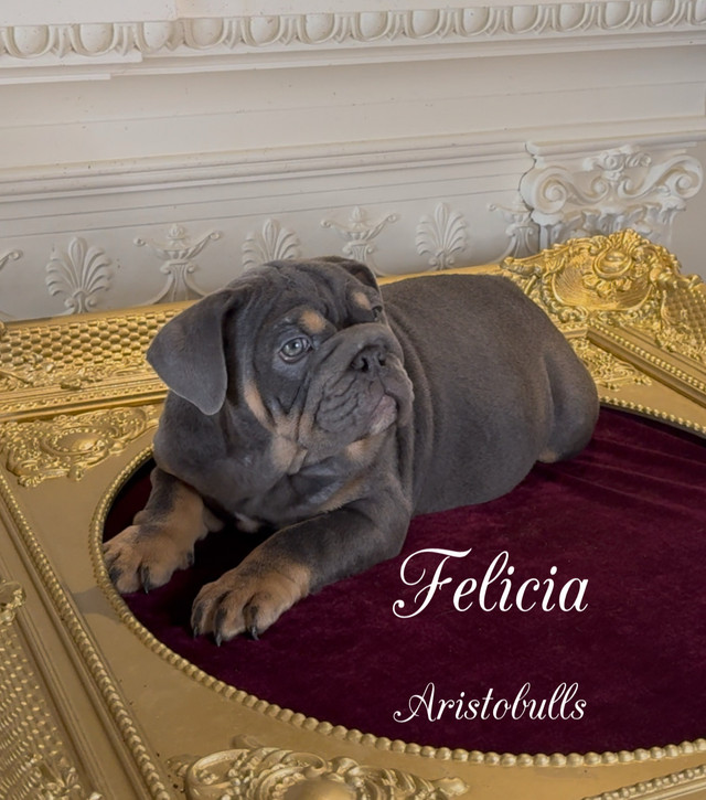 bulldogue Anglais/English Bulldogs dans Chiens et chiots à adopter  à Ouest de l’Île - Image 2