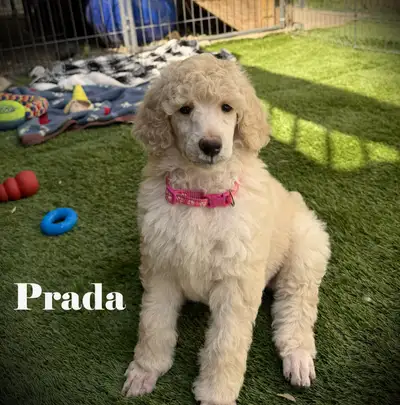 CKC REGISTERED STANDARD POODLES, View more