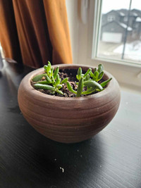Planter with 4 small succulents 