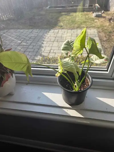 This is a used Syngonium plant, perfect for adding a touch of greenery to your home or office. It’s...