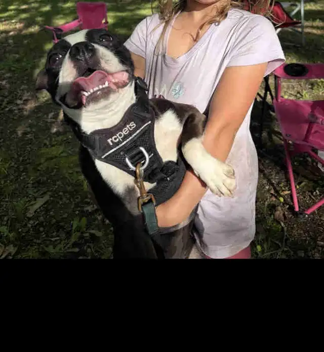 Boston terrier in Dogs & Puppies for Rehoming in Hamilton - Image 2