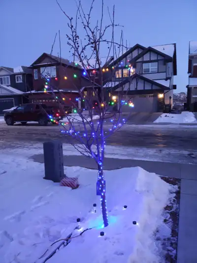 25' LED Starry Lights, Multicoloured (76 LEDs), Voir plus