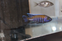 Malawi Cichlid Walteri Peacock (F1) for sale