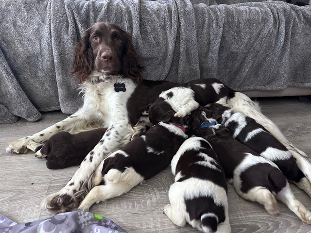 Springer Spaniel Puppies in Dogs & Puppies for Rehoming in Trenton